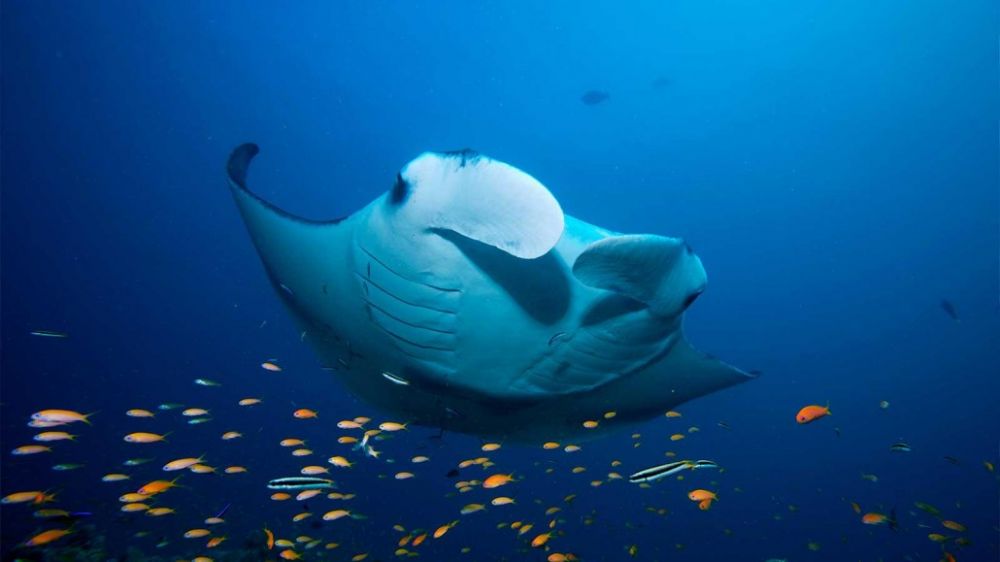 【バンコク発/モルディブ/国内線 or 水上飛行機】バンコクエアウェイズで行く リリィ ビーチ リゾート＆スパ ご宿泊 5