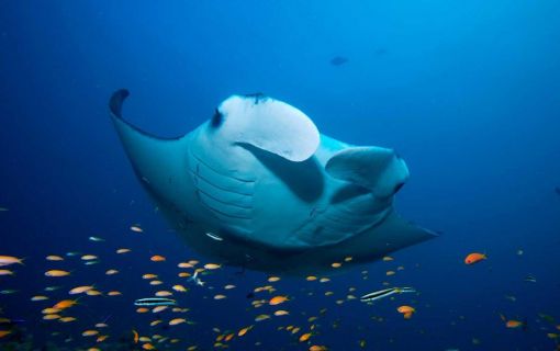 【バンコク発/モルディブ/国内線 or 水上飛行機】バンコクエアウェイズで行く リリィ ビーチ リゾート＆スパ ご宿泊 5