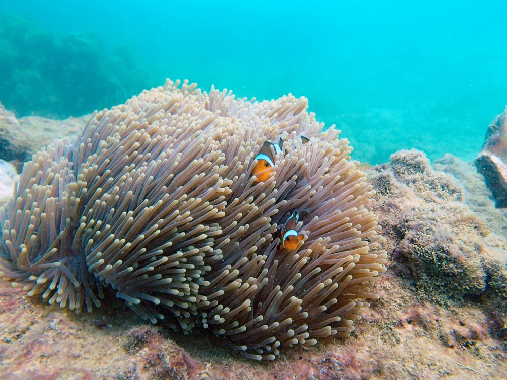 【プーケット発】ピピ島 2