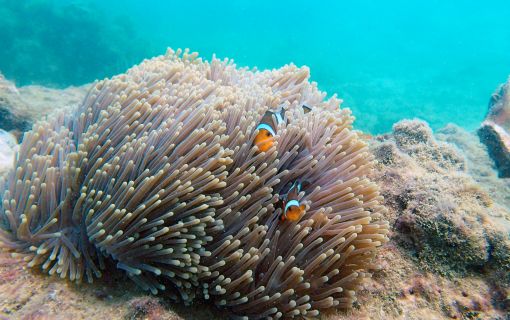 【プーケット発】ピピ島 2