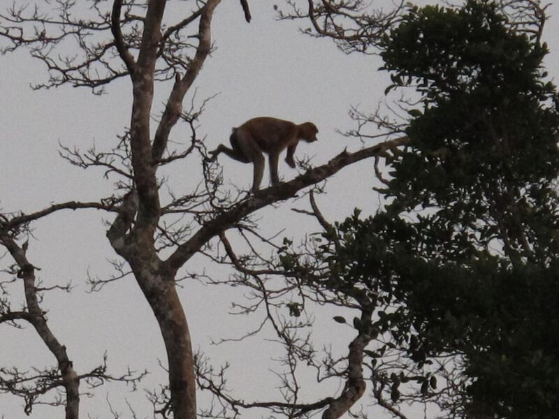 夕暮れ時のテングザル