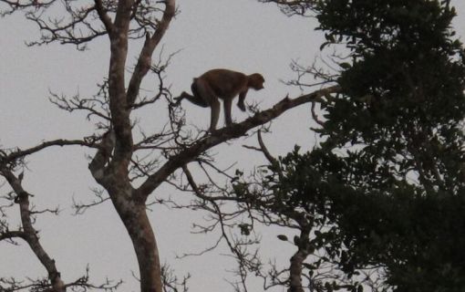 夕暮れ時のテングザル