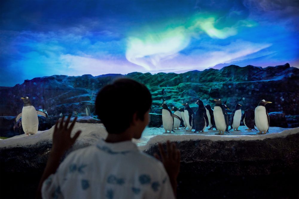 午後発！バードパラダイスとナイトサファリ！ 4