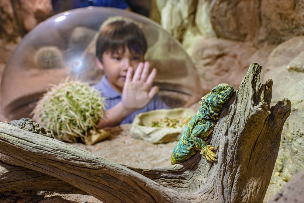 午後発！よくばり動物園とナイトサファリ！ 5
