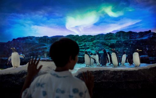 午後発！バードパラダイスとナイトサファリ！ 4