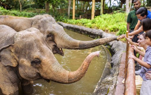 午後発！よくばりシンガポール動物園とナイトサファリ！