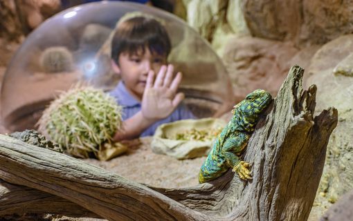 午後発！よくばり動物園とナイトサファリ！ 5
