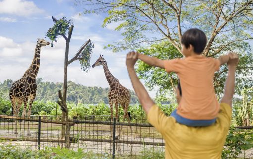 午後発！よくばり動物園とナイトサファリ！