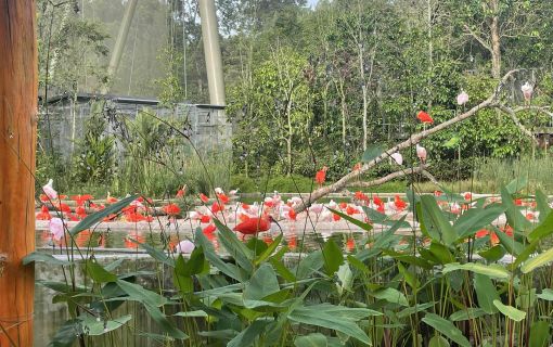 午後発！バードパラダイスとナイトサファリ！ 5