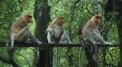 【ジャカルタ発】バリクパパン1泊2日観光ツアー｜オランウータンに会いに行こう!＜サンボジャ・レスタリ＞ 10