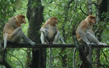 【ジャカルタ発】バリクパパン1泊2日観光ツアー｜オランウータンに会いに行こう!＜サンボジャ・レスタリ＞ 10