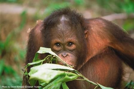 サンダカン1日満喫ツアー　（コタキナバル発） 5