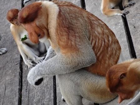 サンダカン1日満喫ツアー　（コタキナバル発） 6