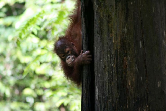 サンダカン1日満喫ツアー　（コタキナバル発） 1