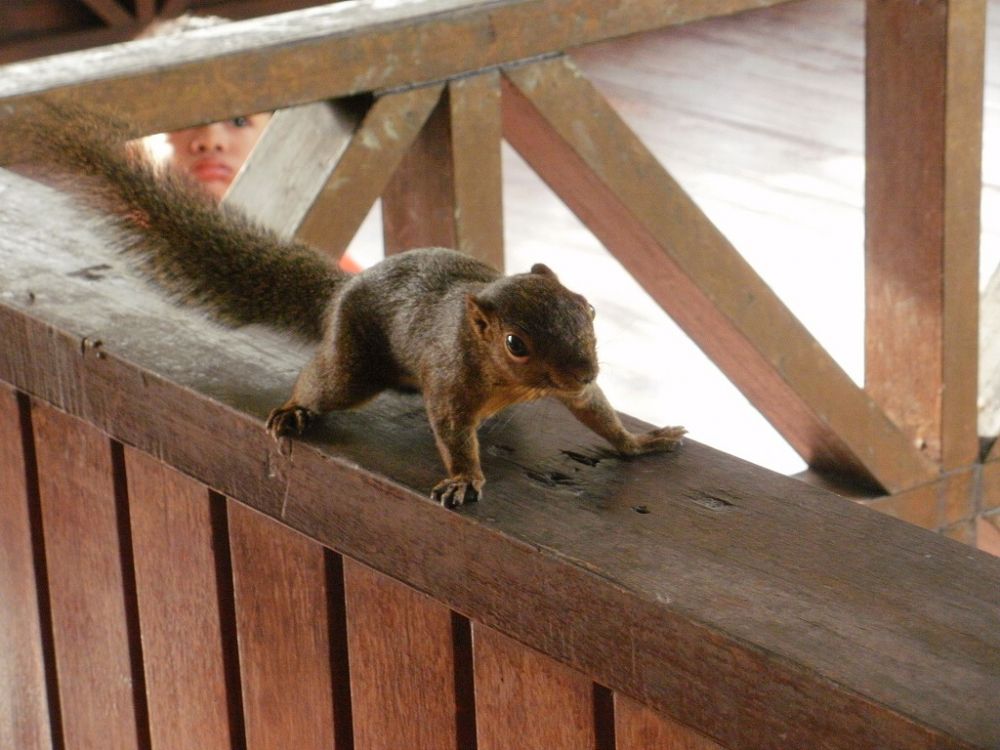 サンダカン1日満喫ツアー　（コタキナバル発） 4