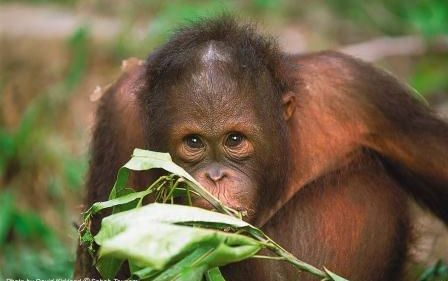 サンダカン1日満喫ツアー　（コタキナバル発） 5