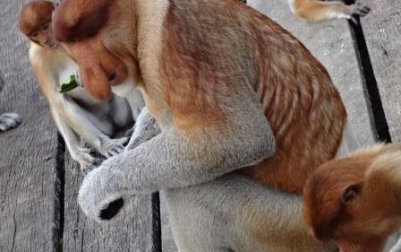 サンダカン1日満喫ツアー　（コタキナバル発） 6