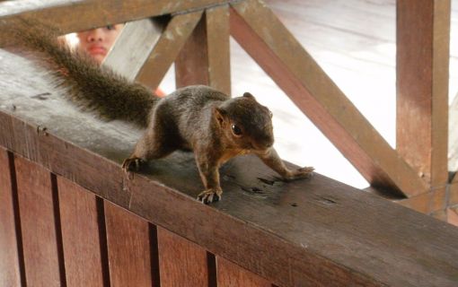 サンダカン1日満喫ツアー　（コタキナバル発） 4