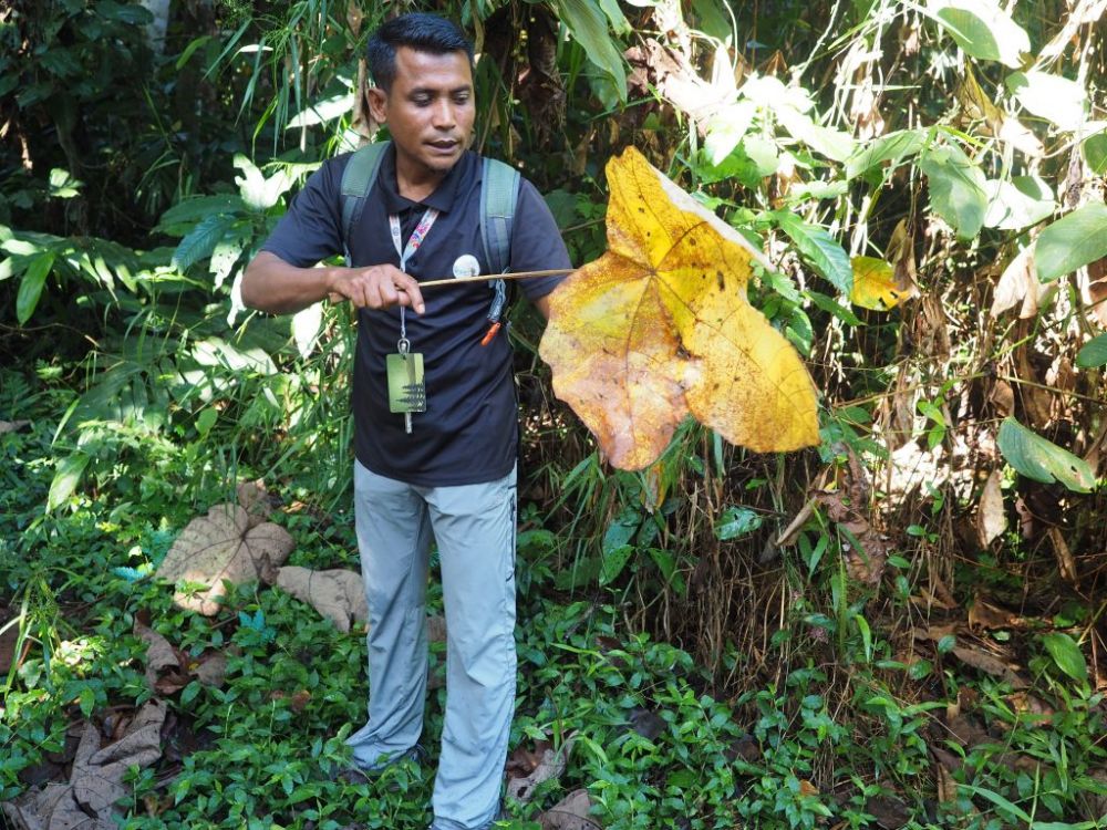 タマンネガラ国立公園 2泊3日ツアー|ムティアラ・タマンネガラ宿泊で大自然のジャングル体験<宿泊プラン>(クアラルンプール発) 3