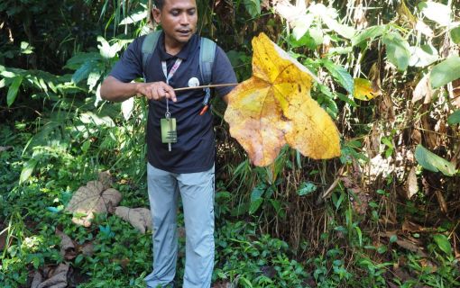タマンネガラ国立公園 2泊3日ツアー|ムティアラ・タマンネガラ宿泊で大自然のジャングル体験<宿泊プラン>(クアラルンプール発) 3