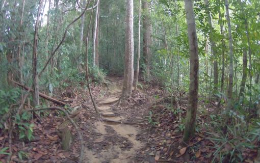 タマンネガラ国立公園 2泊3日ツアー|ムティアラ・タマンネガラ宿泊で大自然のジャングル体験<宿泊プラン>(クアラルンプール発) 10