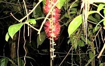 タマンネガラ国立公園 2泊3日ツアー|ムティアラ・タマンネガラ宿泊で大自然のジャングル体験<宿泊プラン>(クアラルンプール発) 8