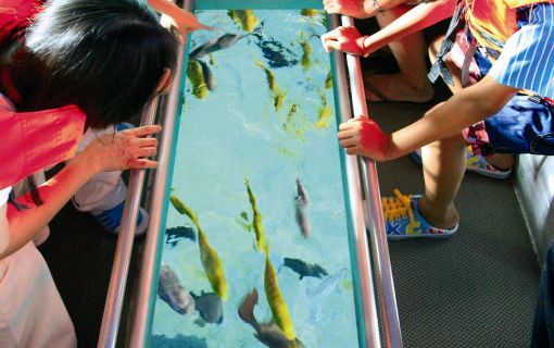水族館&水中観察ボート&4Dシアター / サイアム・シーライフ・オーシャン・ワールド (水族館, バンコク)