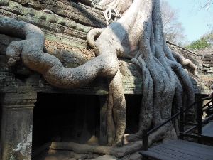 バンテアイスレイとアンコール遺跡群1日観光（昼食付） 1