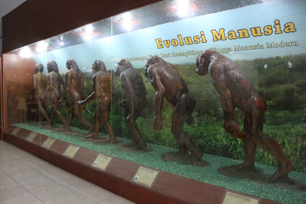 【ジャカルタ発】インドネシアの3大世界遺産ボロブドゥール遺跡、プランバナン遺跡、サンギラン初期人類遺跡を巡る2泊3日ツアー 4