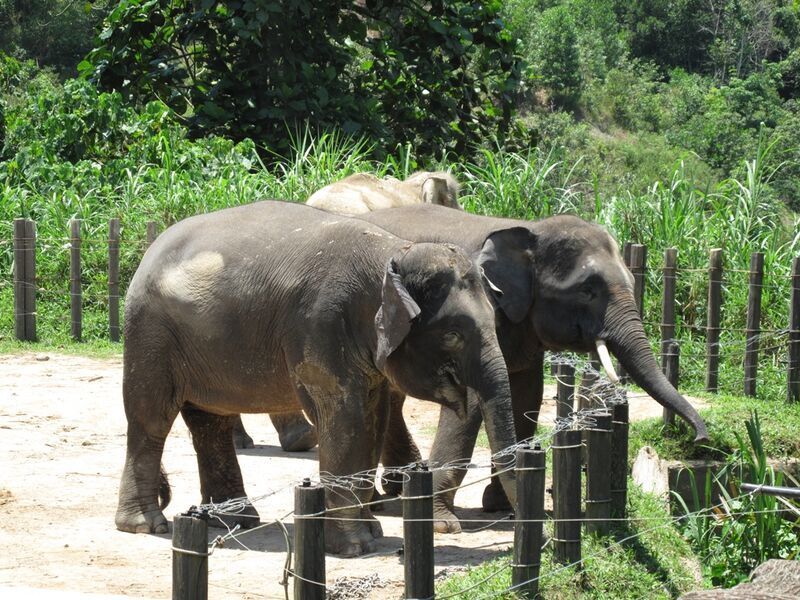 異文化と野生動物!マリマリ文化村とテングザル&ホタル観賞ツアー(コタキナバル発) 3