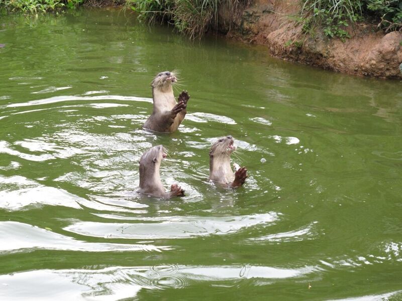 お子様に大人気！ロッカウイ動物園と昆虫観察ツアー（コタキナバル発） 4