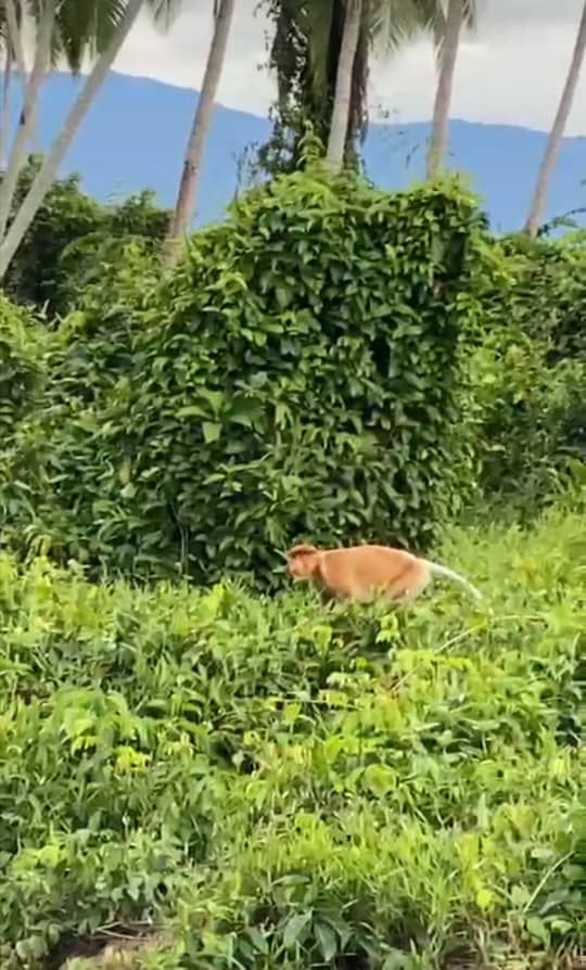 ボルネオの夕暮れショー ～光る蛍と森の仲間たち～（コタキナバル発） 5