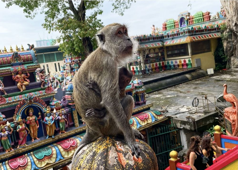 人気No.1！市内＆郊外をめぐる観光ツアー＜1日観光＞（クアラルンプール発） 9