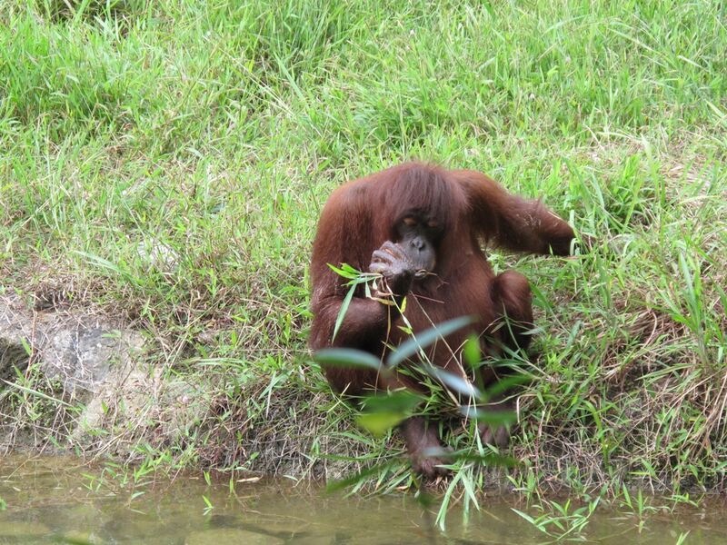 異文化と野生動物!マリマリ文化村とテングザル&ホタル観賞ツアー(コタキナバル発) 1