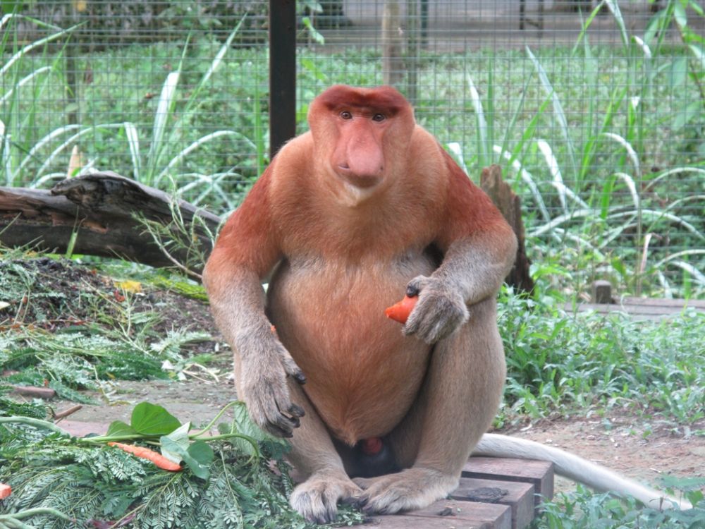 お子様に大人気！ロッカウイ動物園と昆虫観察ツアー（コタキナバル発） 2