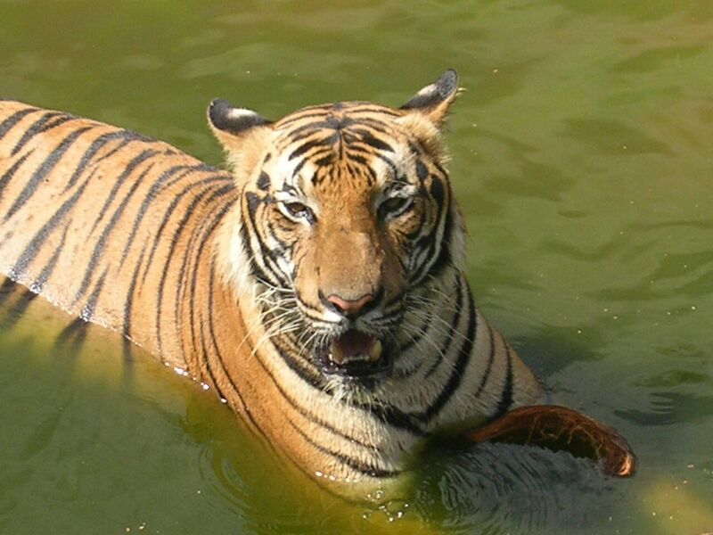 お子様に大人気！ロッカウイ動物園と昆虫観察ツアー（コタキナバル発） 1