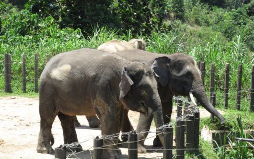 お子様に大人気！ロッカウイ動物園と昆虫観察ツアー（コタキナバル発） 3