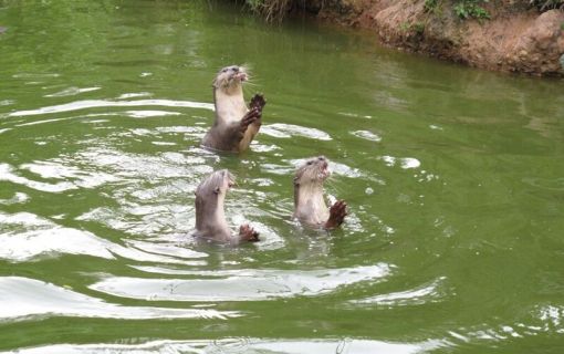 お子様に大人気！ロッカウイ動物園と昆虫観察ツアー（コタキナバル発） 4
