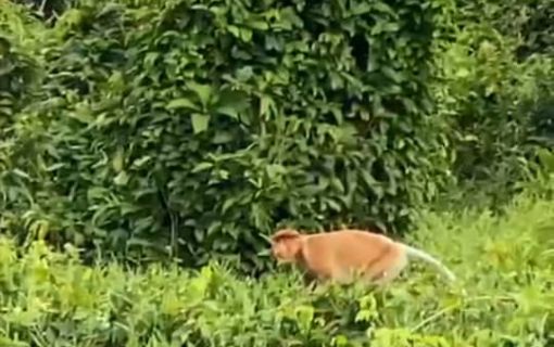 ボルネオの夕暮れショー ～光る蛍と森の仲間たち～（コタキナバル発） 5