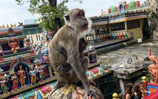 ピンクモスク・ブルーモスク・バトゥ洞窟｜人気観光地制覇ツアー！＜1日観光＞（クアラルンプール発） 10