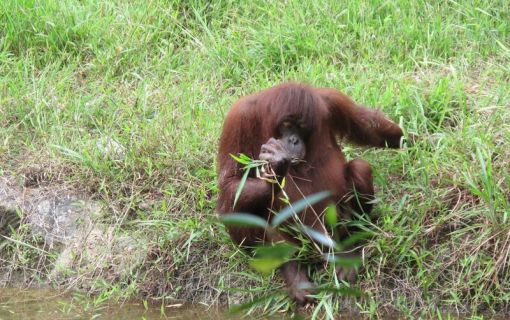 異文化と野生動物！マリマリ文化村とテングザル＆ホタル観賞ツアー（コタキナバル発）