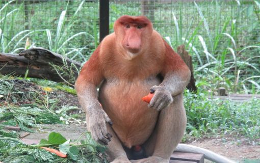 お子様に大人気！ロッカウイ動物園と昆虫観察ツアー（コタキナバル発）