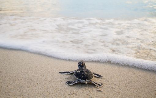 癒しの旅へ～レダン島2泊3日～（クアラルンプール発） 3