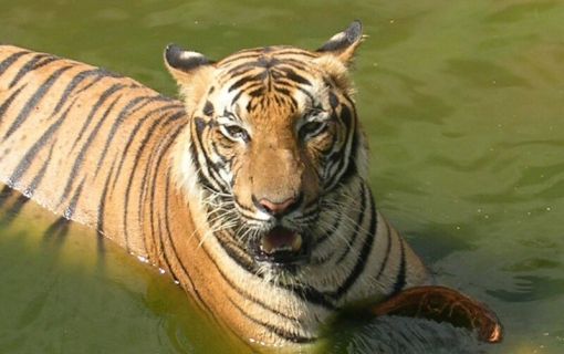 お子様に大人気！ロッカウイ動物園と昆虫観察ツアー（コタキナバル発）