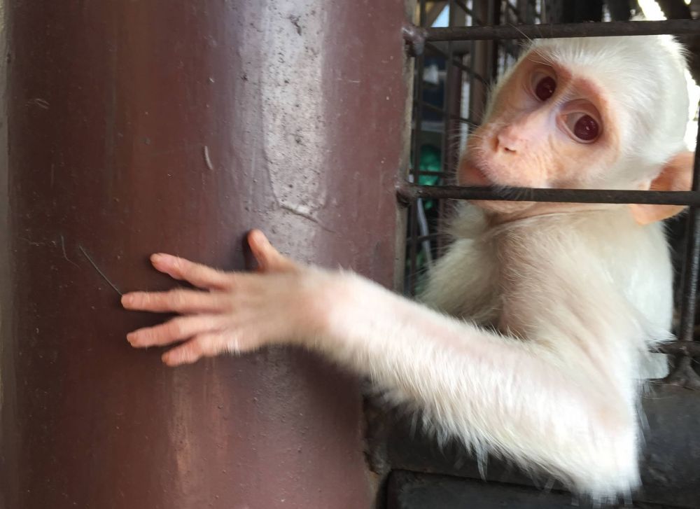 なつかしい昭和老舗デパートめぐり&屋上動物園/【サクッとお昼からの半日Ok】 2
