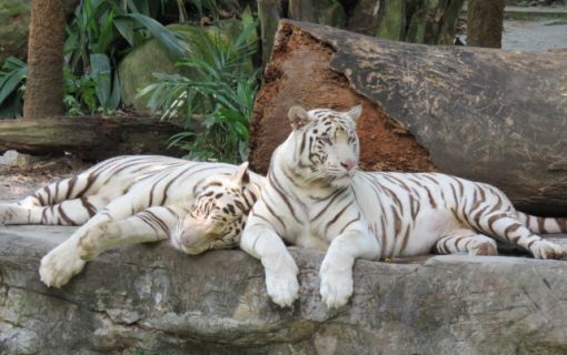 ベーシックプラン(午後発!よくばり動物園とナイトサファリ!)