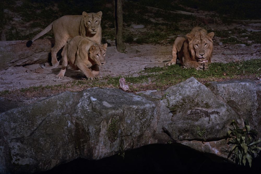 午後発！バードパラダイスとナイトサファリ！ 11