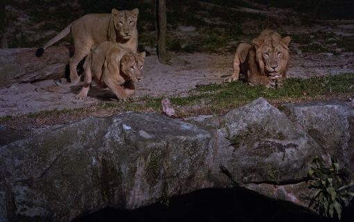 午後発！バードパラダイスとナイトサファリ！ 11