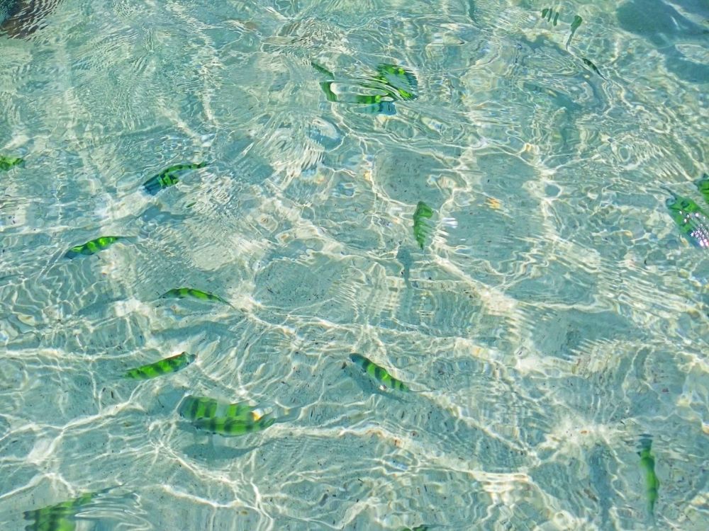 【プーケット発】カイ島　 6