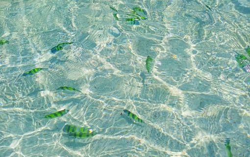 【プーケット発】カイ島　 6